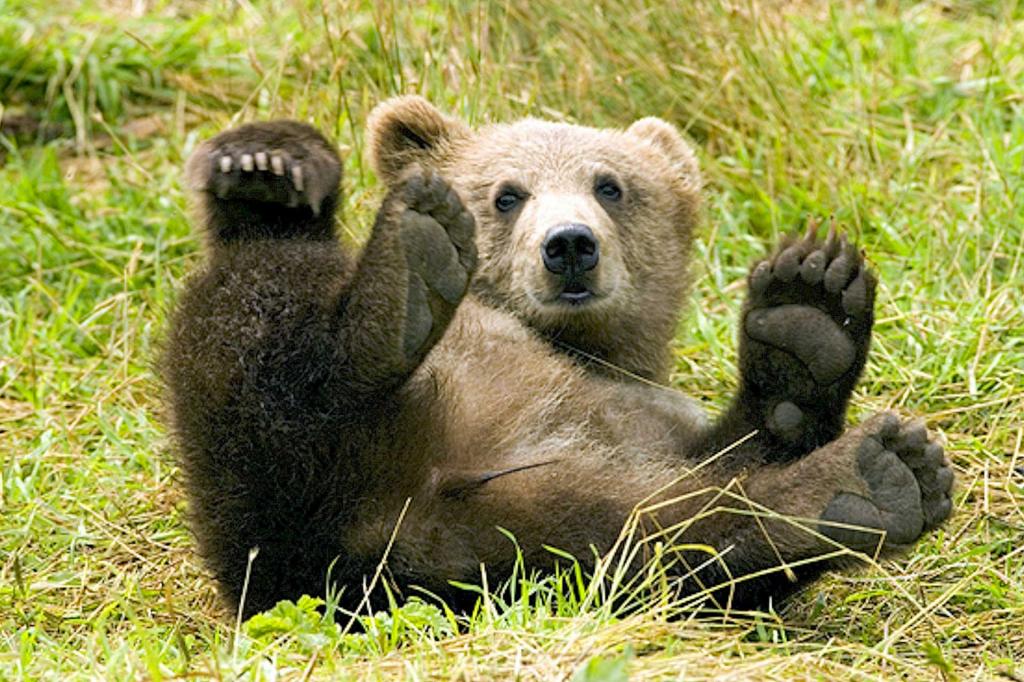 Parco-Faunistico-Spormaggiore orso-trentino vacanza-natura-Andalo